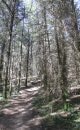Forêt de l'Arsot